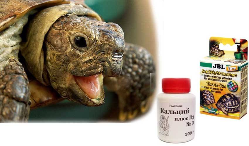 Недостаток витамина d3 и кальция (рахит, гипокальцинация, остеопения) - черепахи.ру - все о черепахах и для черепах
