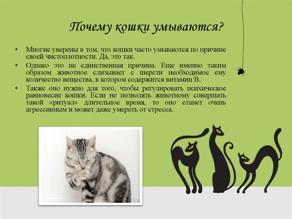 Почему кошки часто умываются