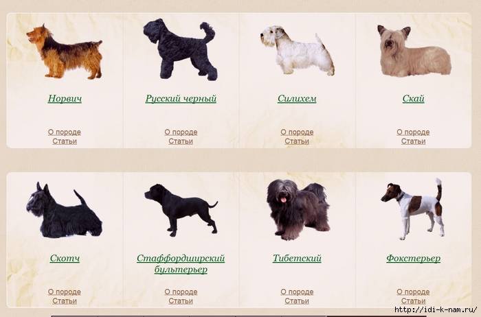 Список гладкошерстных пород собак с фото и названиями (маленькие, средние, большие)