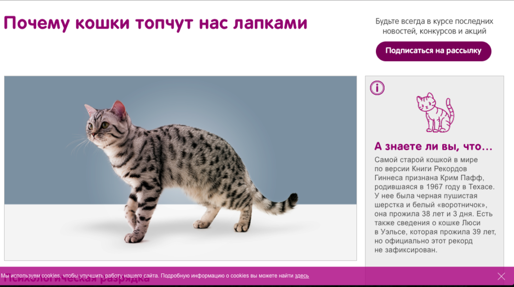 6 причин почему кошки топчутся лапами на человеке