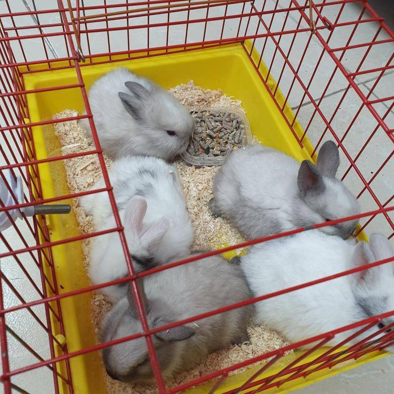 Декоративные кролики: уход и содержание в домашних условиях, породы