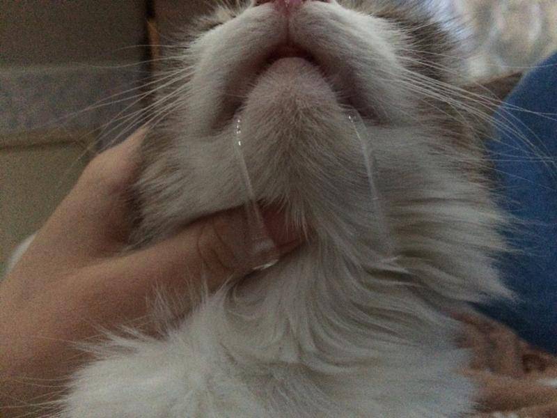 У кота текут слюни изо рта: из-за чего такое случается?