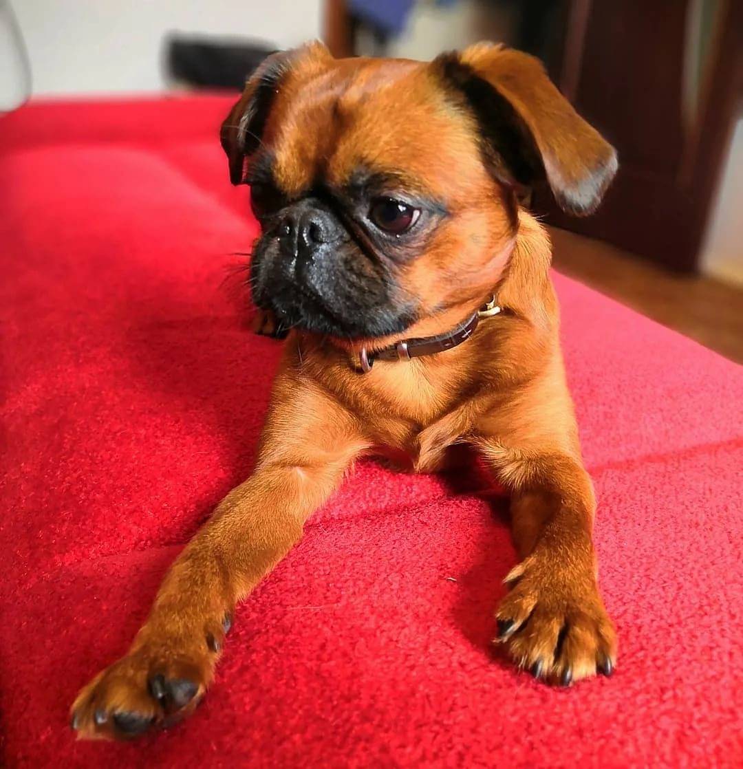 Порода собак брюссельский гриффон: фото, видео, описание породы и характер