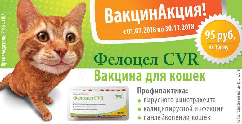 Вакцина для кошек фелоцел: инструкция по применению, показания и противопоказания