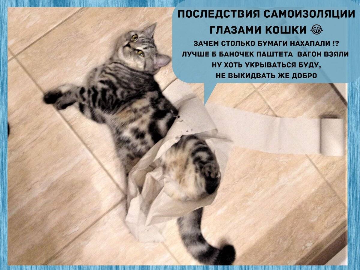 5 признаков, что ваша кошка счастлива и довольна жизнью - gafki.ru