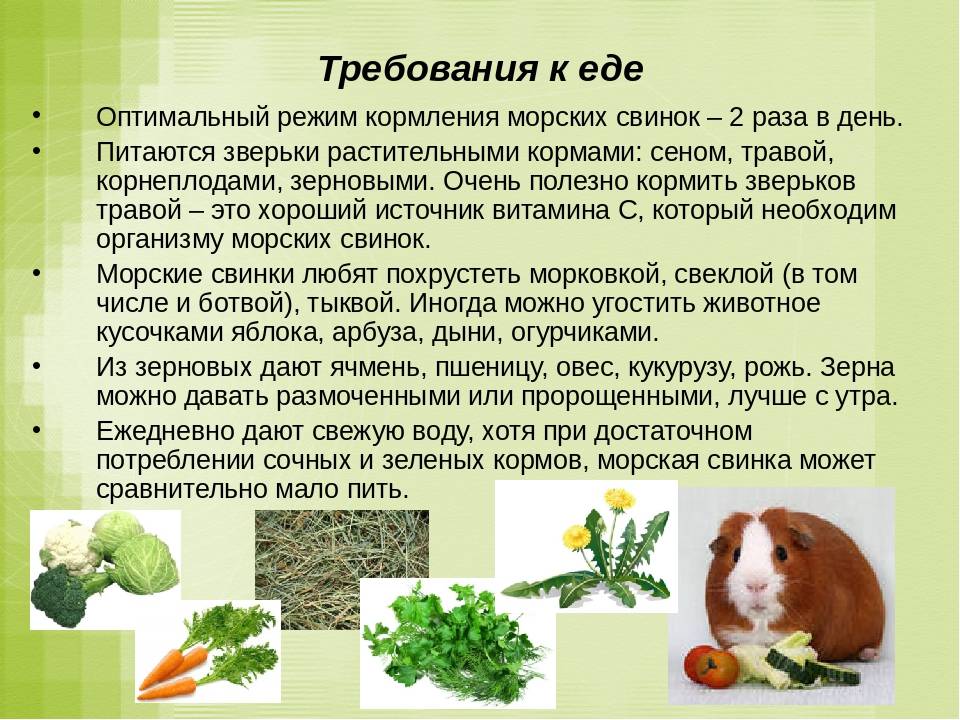 Чем кормить кроликов: советы и рекомендации успешных фермеров