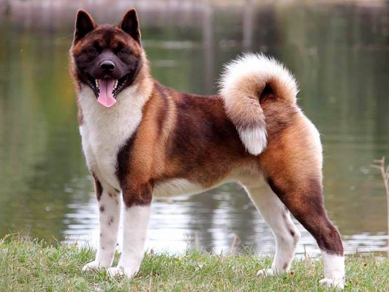 Полное описание породы собак американская акита: внешний вид, характер