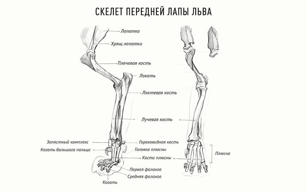 Сколько пальцев у кошки: норма и полидактилия