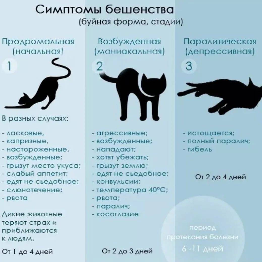 Стресс у кошки: чем вызван и как лечить