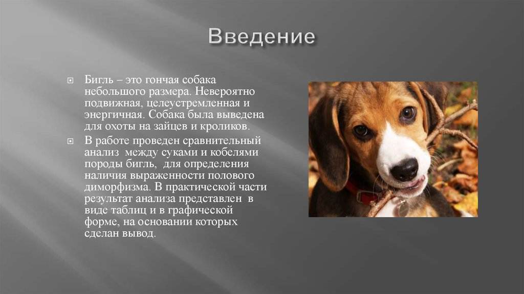 Бигль: из охотника в компаньоны