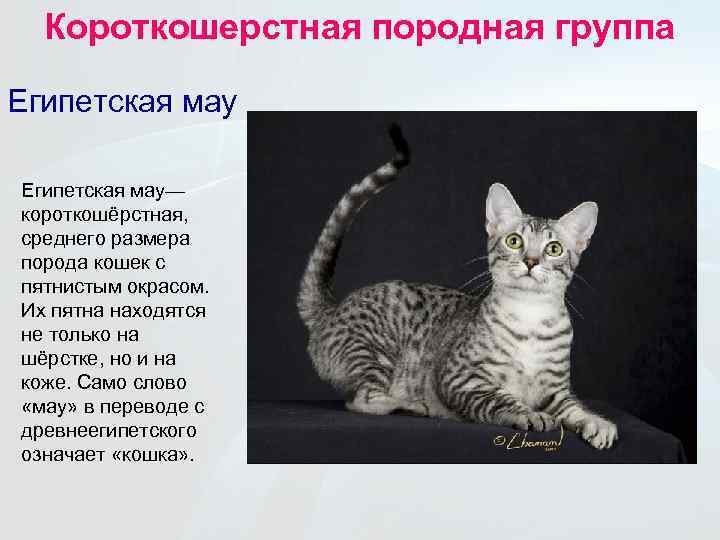 ᐉ анатолийская кошка - описание пород котов - ➡ motildazoo.ru