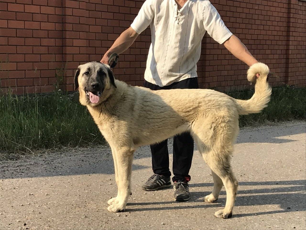 Кангал (турецкая овчарка) — фото и описание породы, характер собаки, содержание и уход