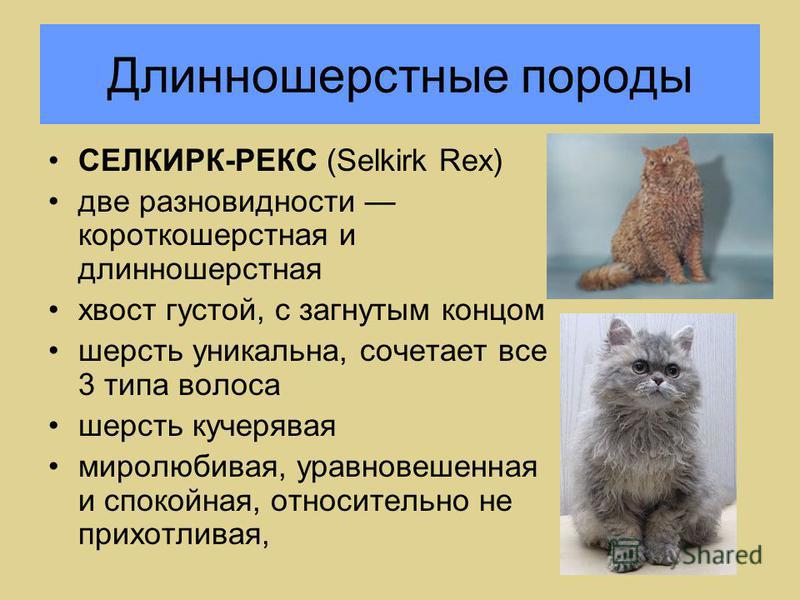 Лаперм  фото кошки, история и описание породы, характер, уход, стандарты