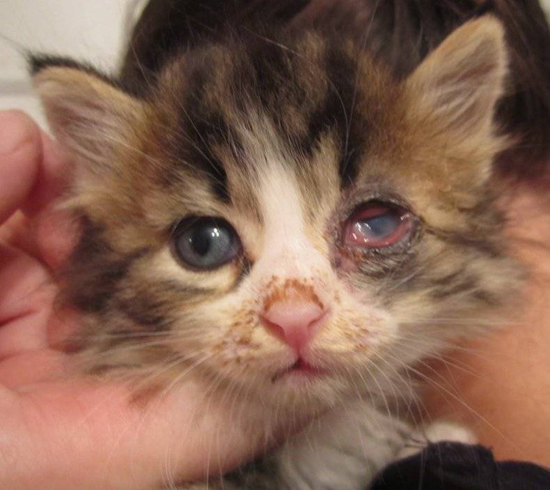 У котят гноятся глаза: что делать с глазами, как лечить, необходимые препараты и рекомендации ветеринаров - sammedic.ru