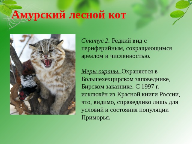 Дикий лесной кот: описание породы