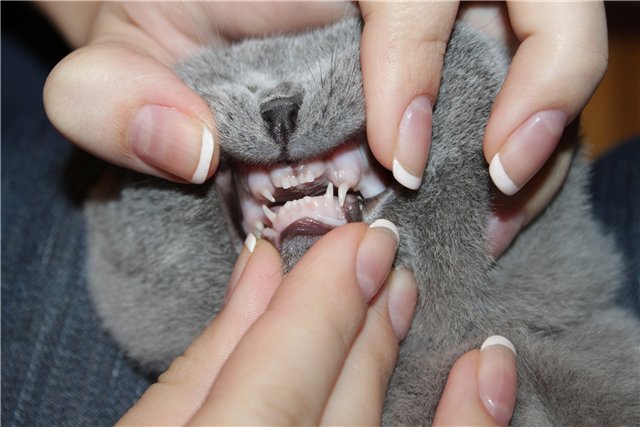 Когда меняются зубы у котят? особенности и сроки смены зубов у кошек разных пород +видео