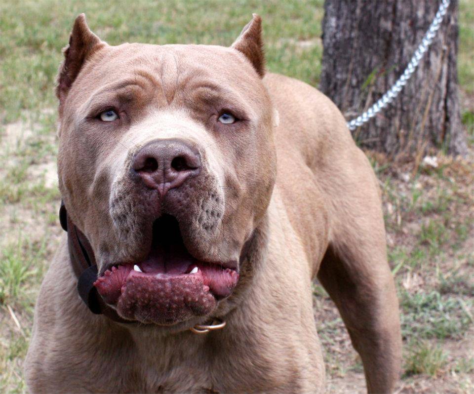 Американский бандог (бэндогги свинфорда)