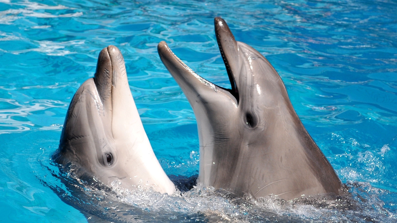 Дельфин издает звуки. Дельфины. Пятнистые дельфины. Дельфины общение. Дельфины фото.