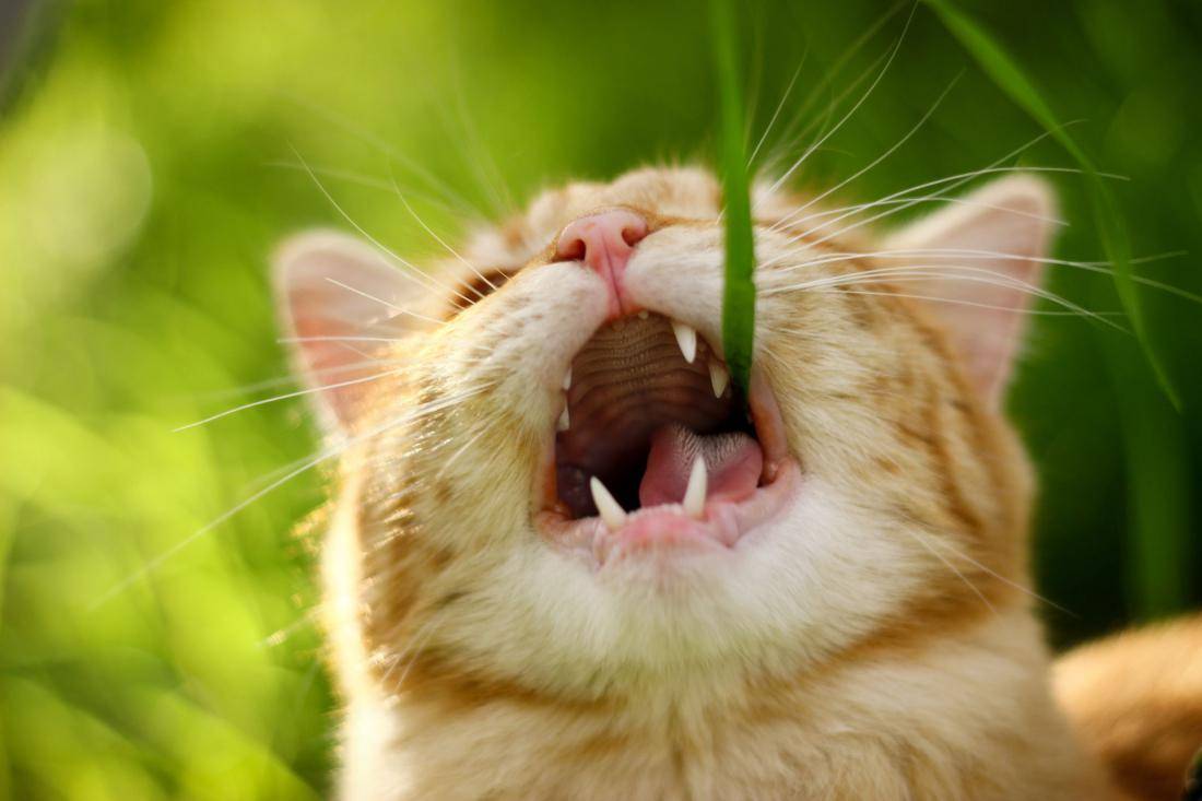Какую траву и зачем едят кошки: как называется и почему они это делают
