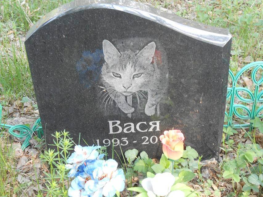 Как похоронить кошку: места и способы, законодательные нормы, особенности захоронения зимой