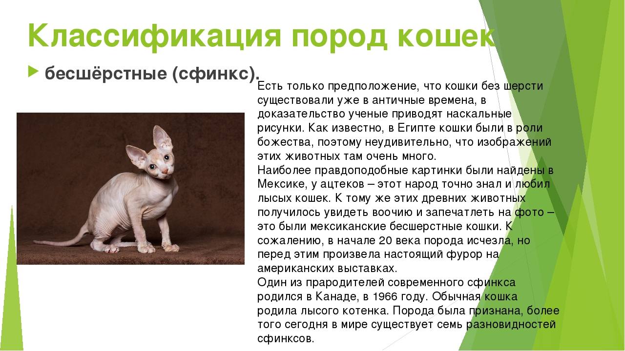Мышиный котик: характеристика внешности кота и поведение пород кошек с большими ушами