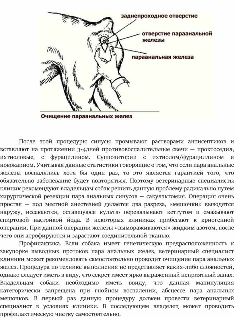 Параанальные железы у кошек: воспаление, лечение, чистка, фото.