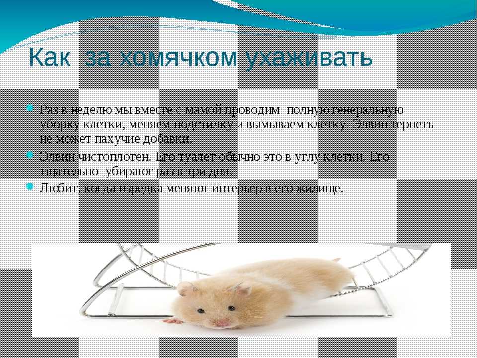 Как ухаживать за хомяком в домашних условиях? уход за хомяками: отзывы, фото :: syl.ru