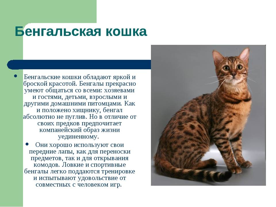 Пятнистые породы кошек и котов: фото, название, описание характера