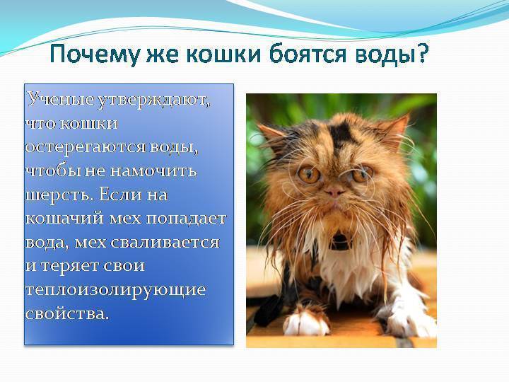 Почему коты моются после еды? | кот и кошка