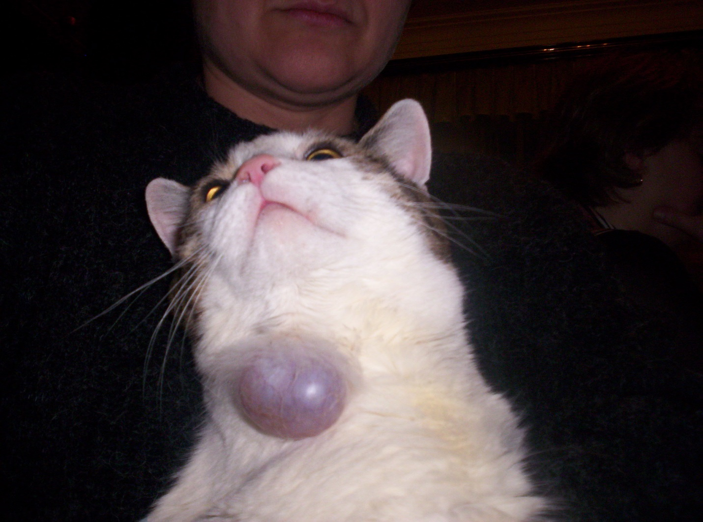 Шишка на шее у кота: под кожей шарик, опухоль