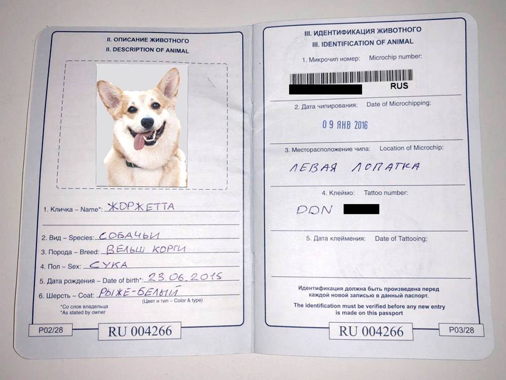 ᐉ документы на щенка - ➡ motildazoo.ru