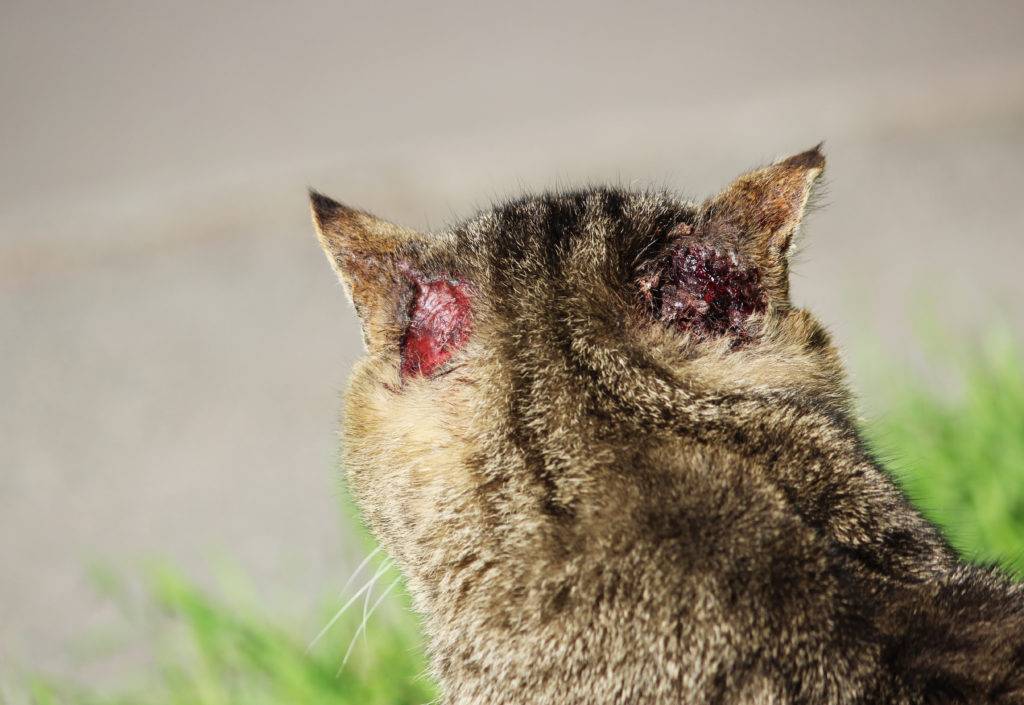 Подкожные клещи у кошек — первые симптомы, варианты лечения и реальные фото примеров поражения паразитами (110 фото + видео)