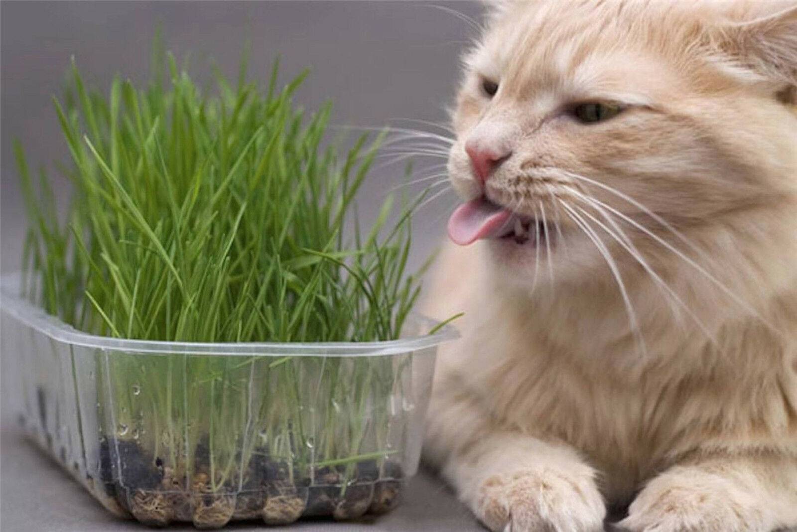 Какую траву едят кошки? ответы эксперта
