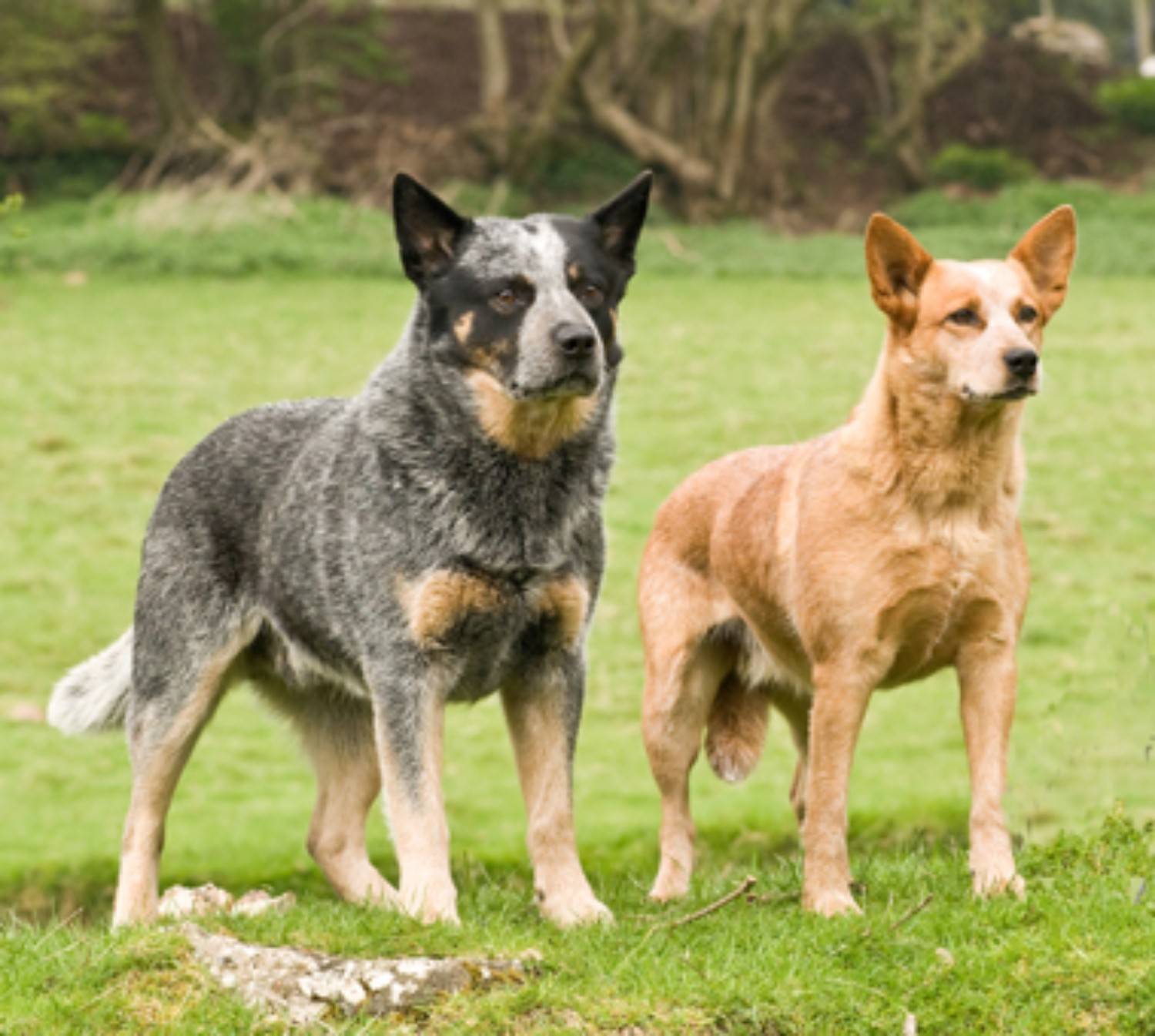 Описание породы австралийская пастушья собака или австралийский хилер