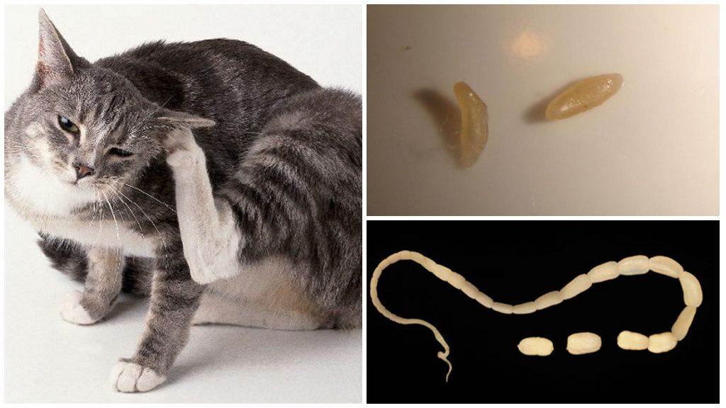 Какими глистами можно заразиться от кошки