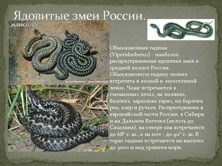 Змеи таиланда с фото и названиями - ядовитые и опасные, зелёные, морские, на пхукете и в паттайе