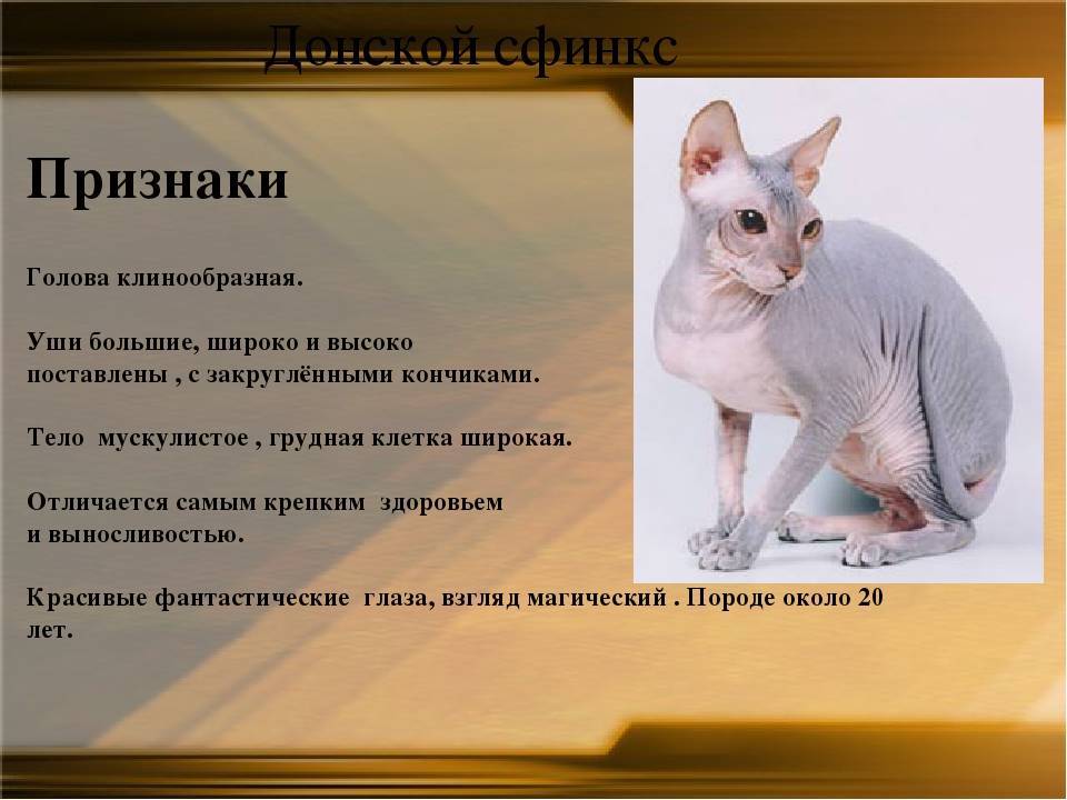 Кошка эльф: описание породы, фото, характер, уход, стоимость котят
