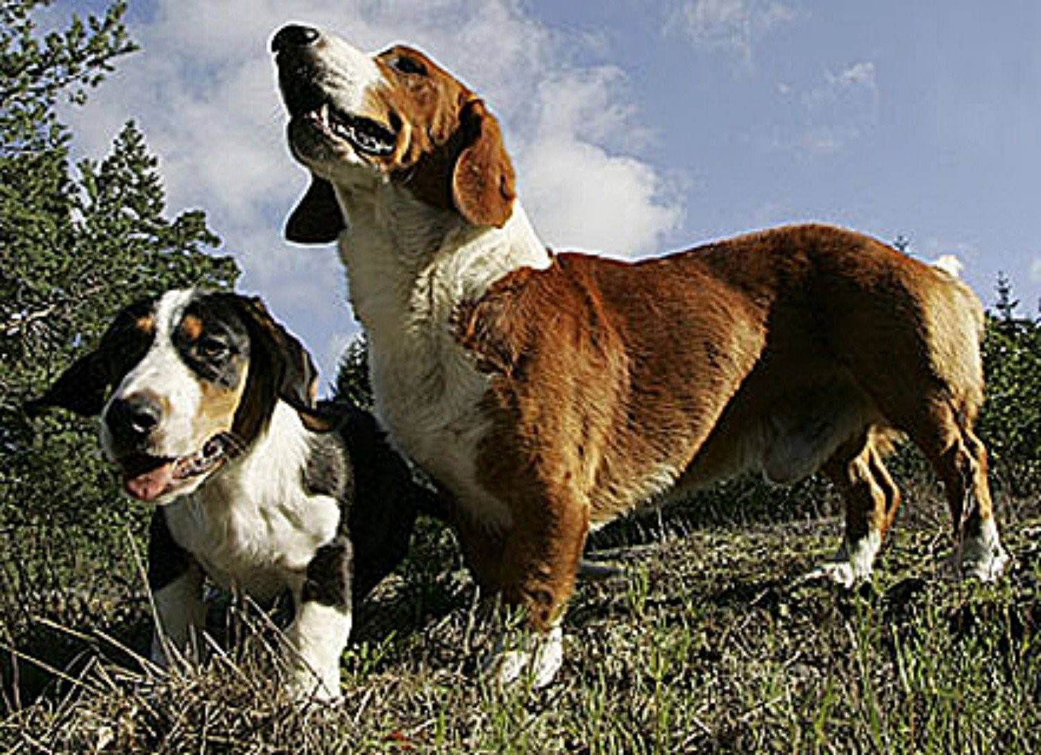 Westphalian dachsbracke. Альпийская таксообразная гончая. Шведская таксообразная гончая. Шведская собака Древер. Шведский таксообразный бракк.