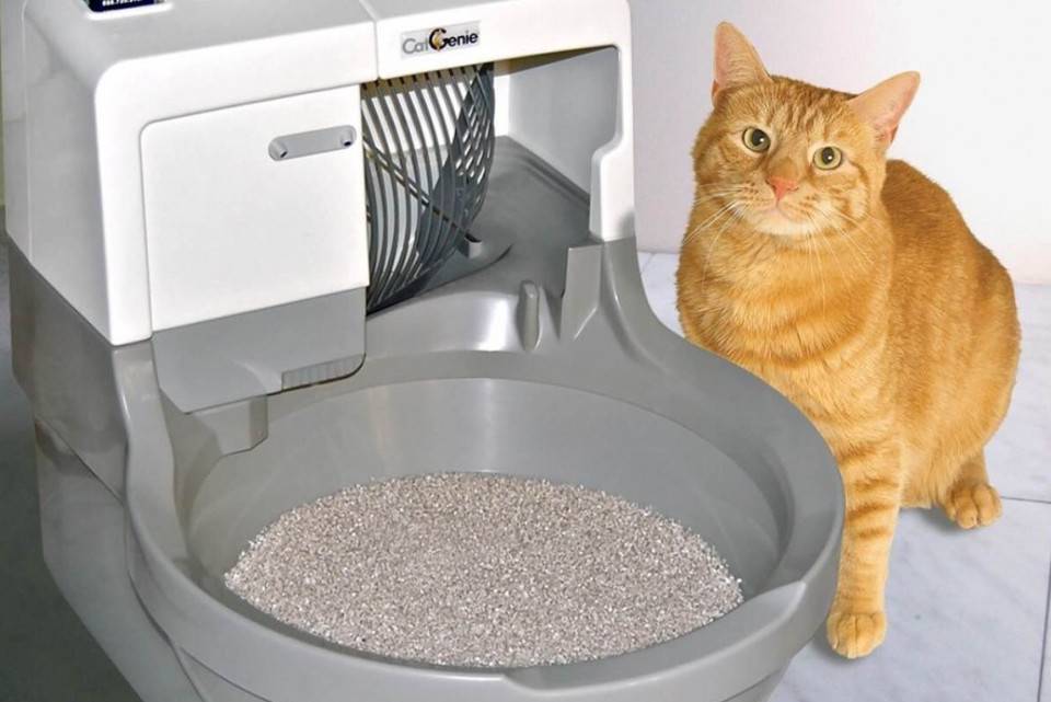 Почему кошки после еды начинают загребать пищу возле миски