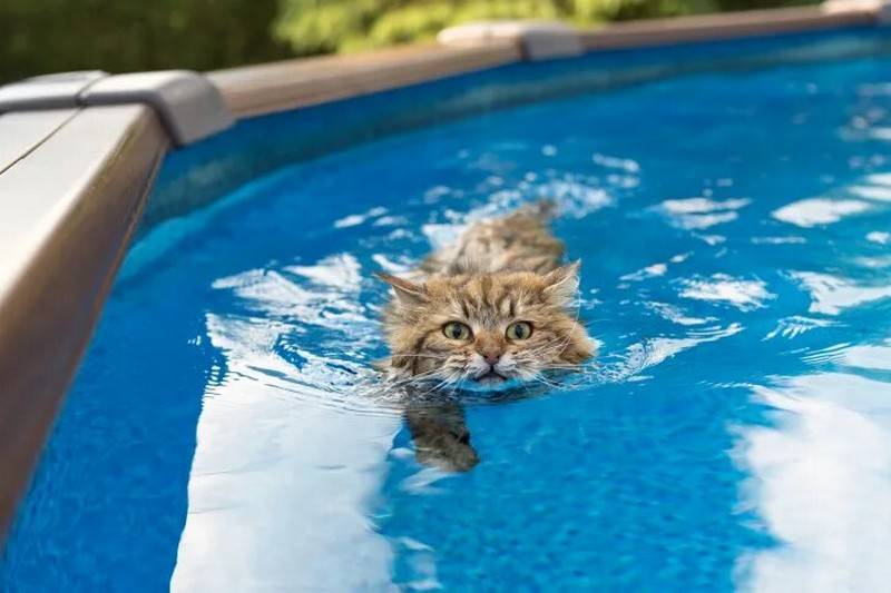 Порода кошек которые не линяют, растут, остаются маленькими, любят воду и плавать, не мяукают, стоят на задних лапах