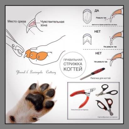 Как легко подстричь когти собаке в домашних условиях