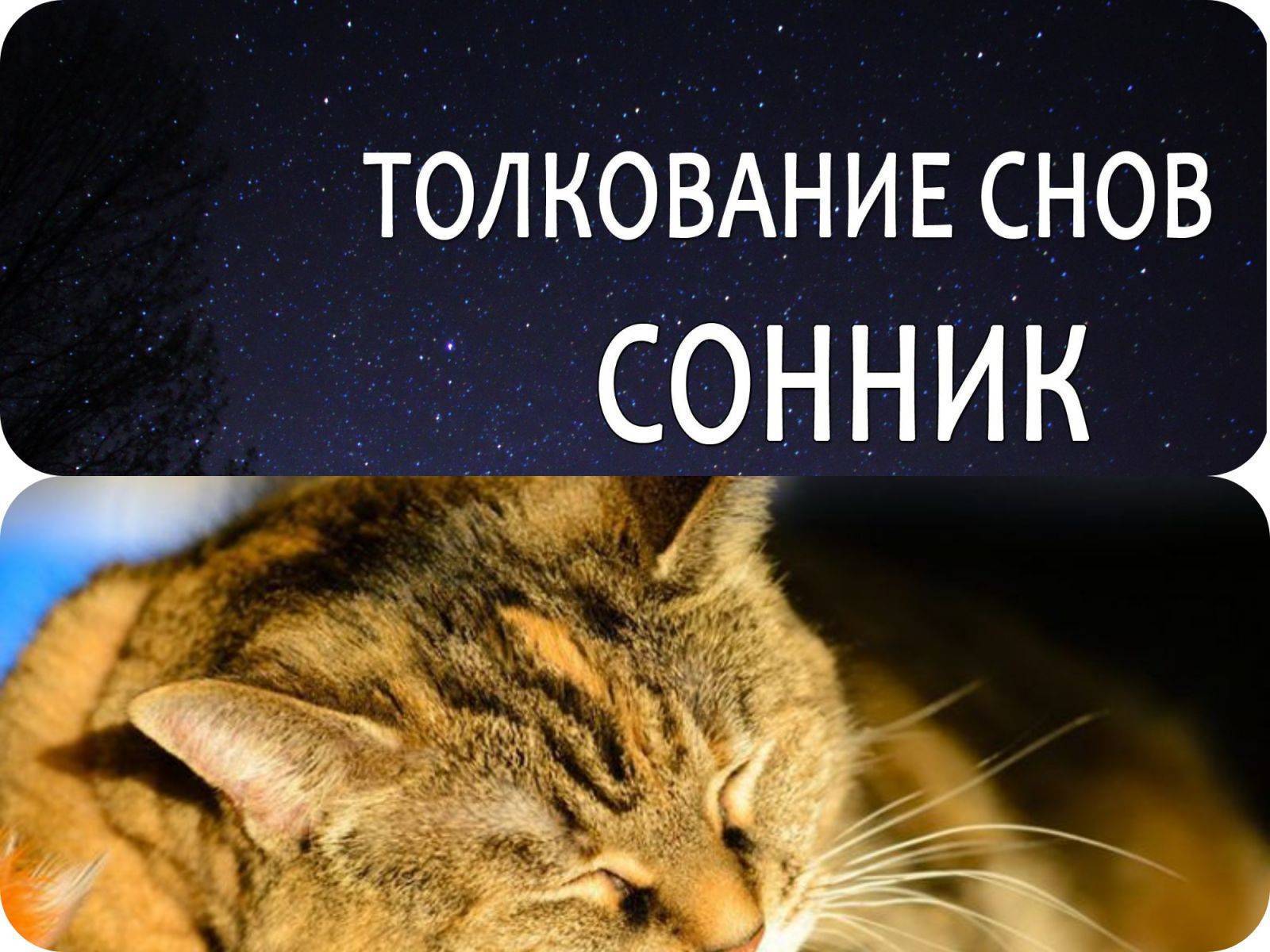 К чему снится кошка с маленькими котятами во сне женщине или мужчине? видели во сне, как кошка съела котенка или кормит его и другие толкования от сонника энигма.