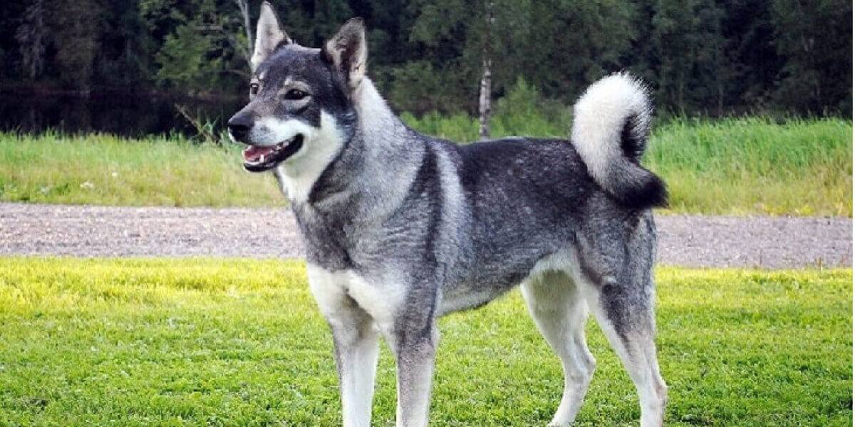 Норвежский элкхаунд (лосиная лайка) — фото, описание породы собак, особенности