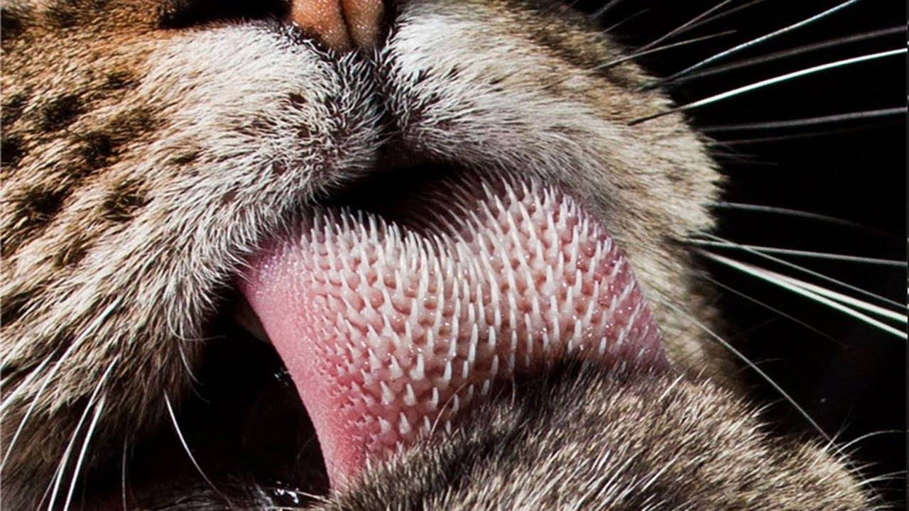 Почему кот показывает язык?