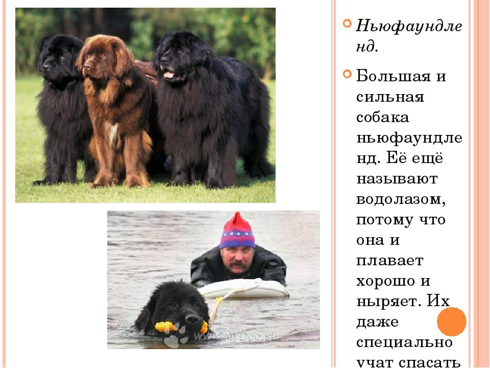 Ньюфаундленд: описание породы, характеристика и фото – pet-mir.ru