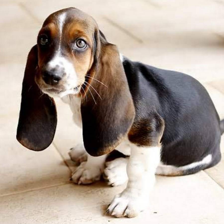 Описание пород собак с длинными ушами: характер, уход, предназначение