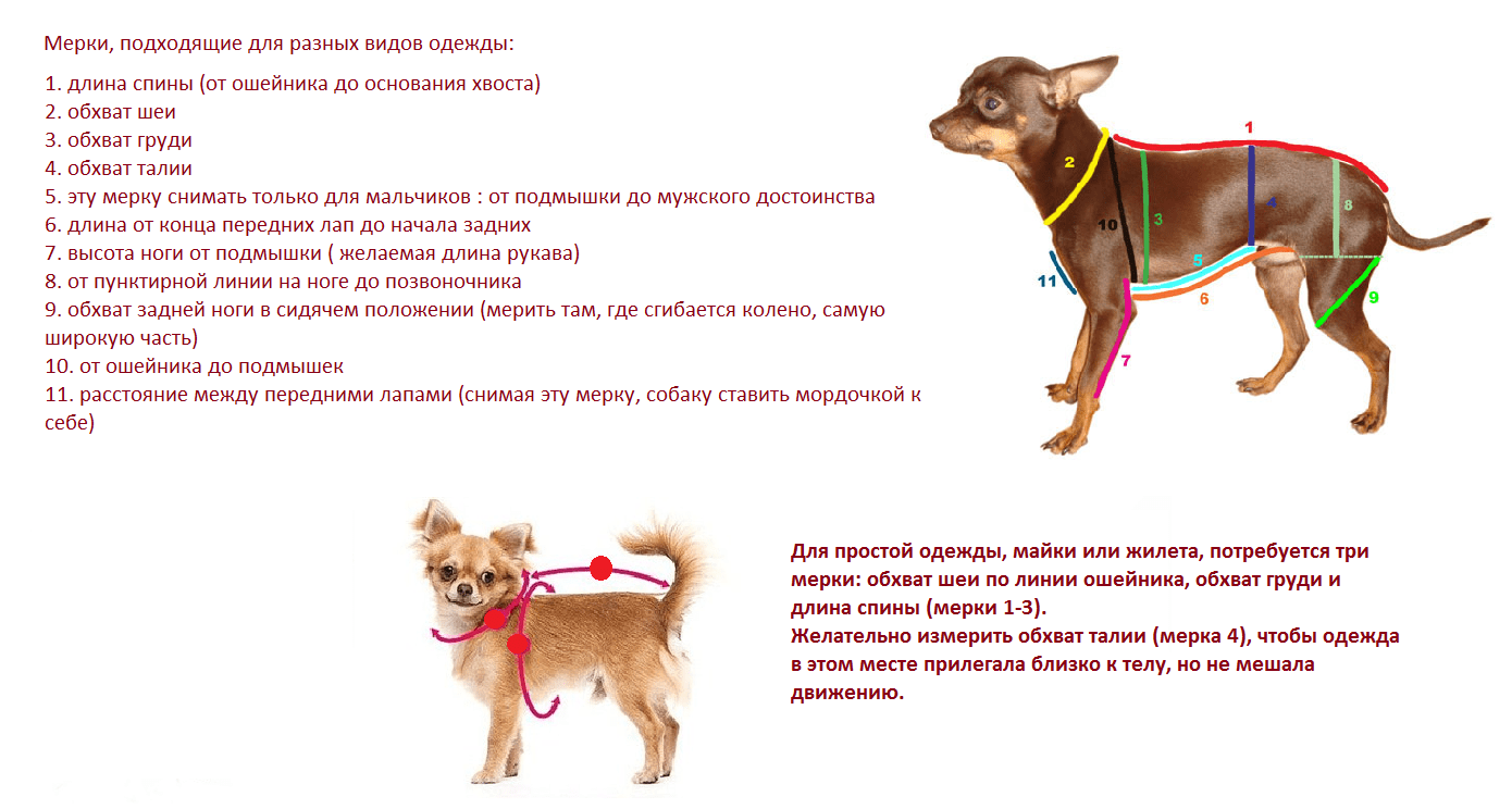 Гардероб для маленьких собак | блог ветклиники "беланта"