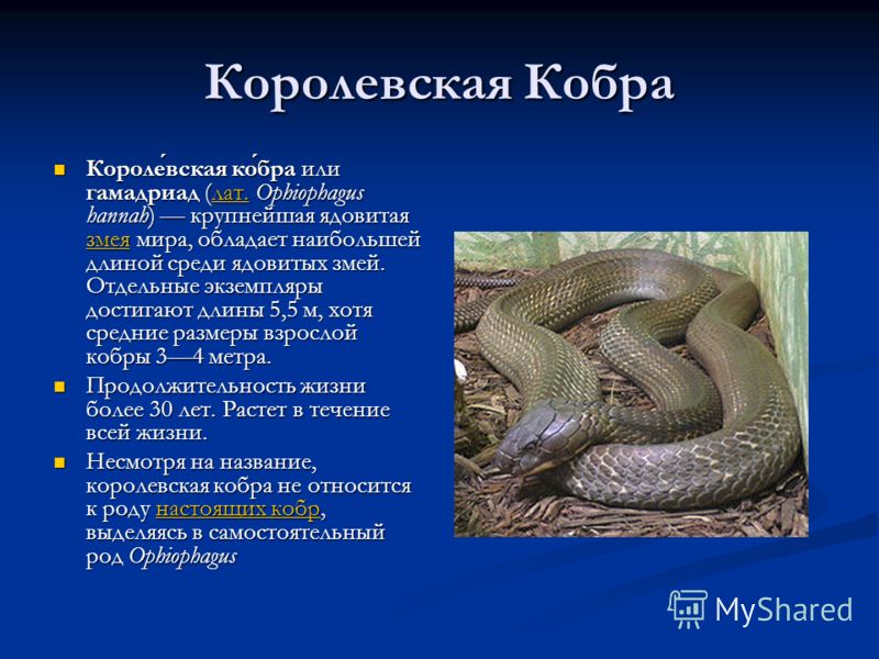 Кобра факты. Доклад о змеях. Доклад про ядовитую змею. Доклад пресмыкающиеся змеи. Ядовитые змеи доклад.