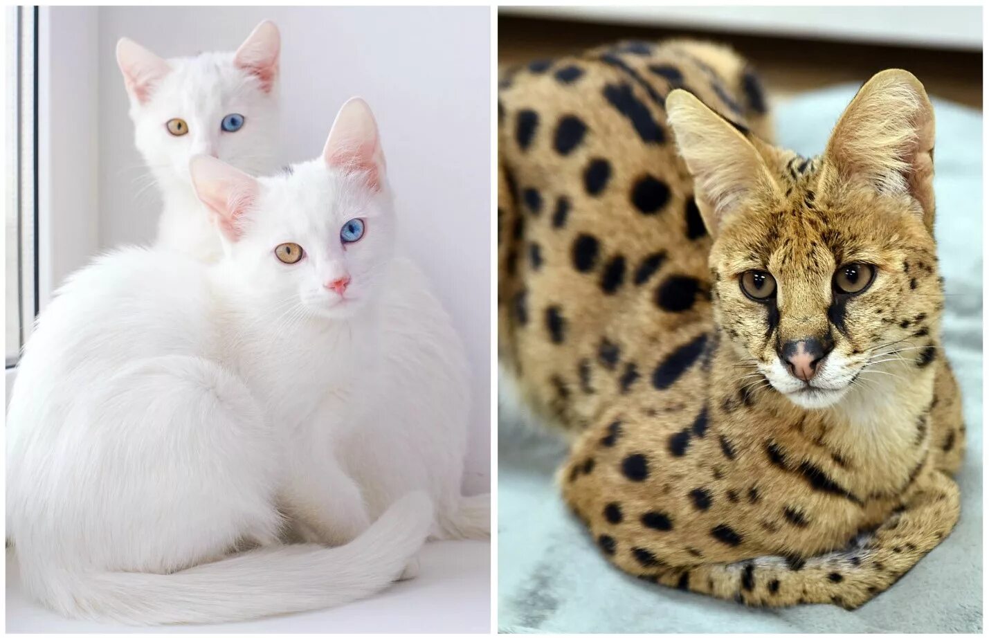 Серенгети (порода кошек). Дорогие кошки. Редкие кошки домашние. Самая дорогая порода кошек. Кошка самой редкой породы