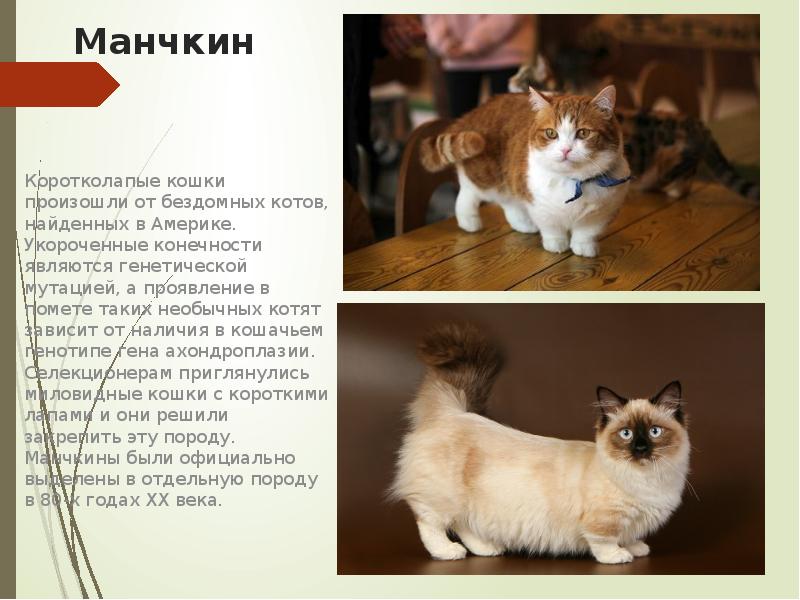 Манчкин кошка фото породы и описание кошек с короткими лапками